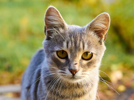 Eine graugetigerte Katze steht draußen auf einem Weg mit Herbstlaub.