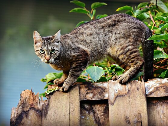 Eine grau-getigerte Katze steht vor einem grünen Strauch auf einem maroden Holzzaun und schaut misstrauisch in die Kamera.