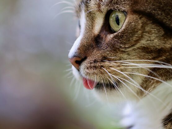 Seitliches Portrait einer getigerten Katze.