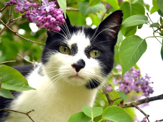Eine schwarz-weiße Katze sitzt in einem Fliederstrauch mit violetten Blüten.