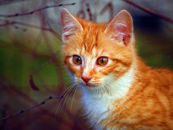 Seitliches Portrait einer rotgetigerten Jungkatze draußen, im Hintergrund verschwommen herbstliche Äste und grün-grauer Horizont.