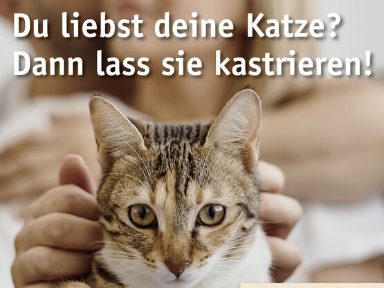 Aktuelles Kampagnenposter mit Foto einer Katze, die auf den Knieen ihrer Besitzerin liegt und gestreichelt wird, sowie Text.