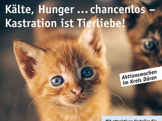 Das Plakat der Katzenkastrations-Herbstaktion 2021 mit Text und einem rot-getigerten Kitten im Vordergrund.