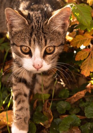 Ein getigertes Kitten streicht durch herbstliches Laub.