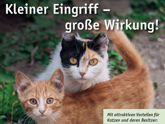 Aktuelles Kampagnenposter in grüner Farbaufstellung, Text und dem Bild zweier Katzen.